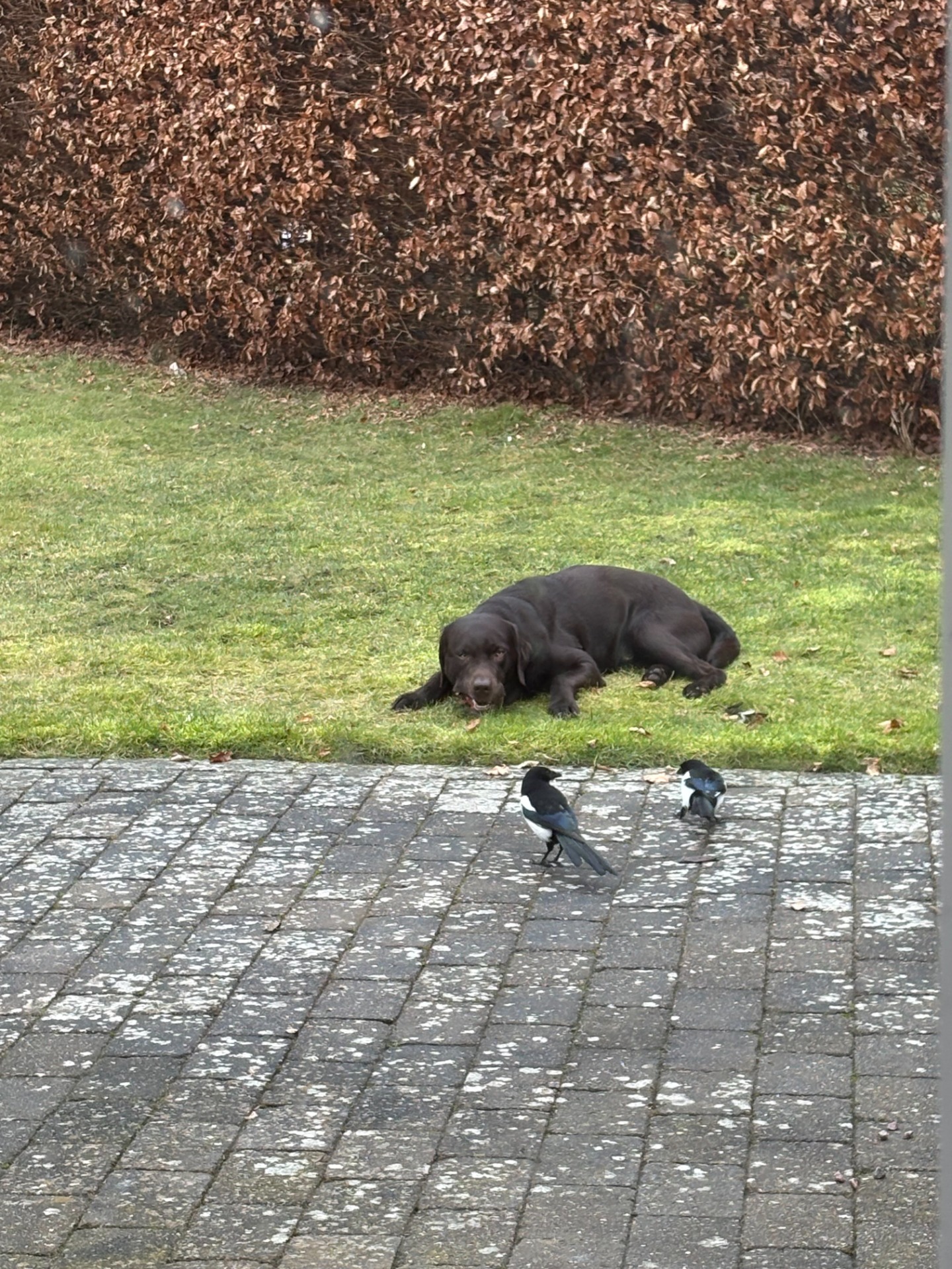 Balder har lært ikke at jage fugle, og vi har begået mange fejl inden vi nåede hertil.