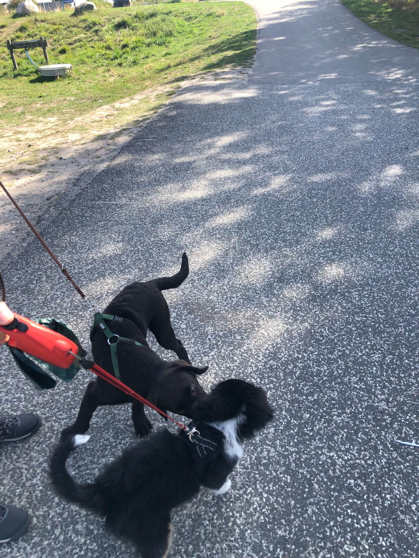 Hvalpe kan godt hilse på andre hunde og gerne hvalpe bare vi sikrer det altid er en positiv oplevelse og det er korte møder.